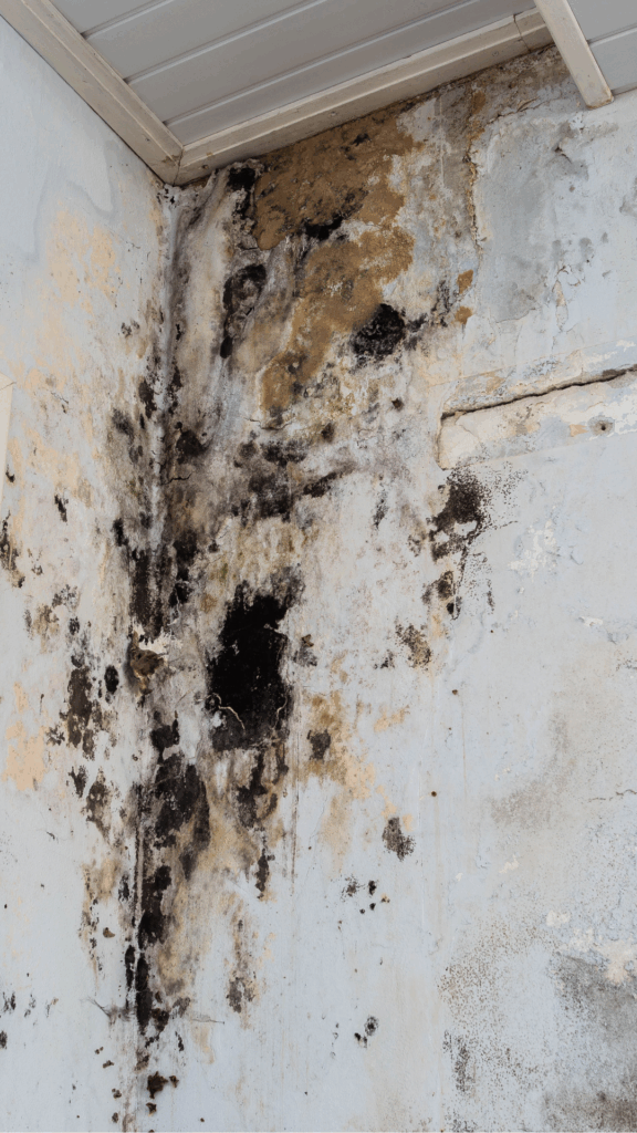 Black mold growing on walls