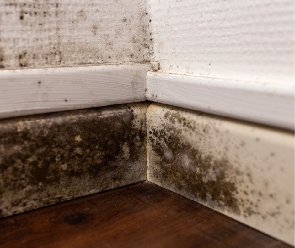 Untitled design (87) Mold visible in corner of house