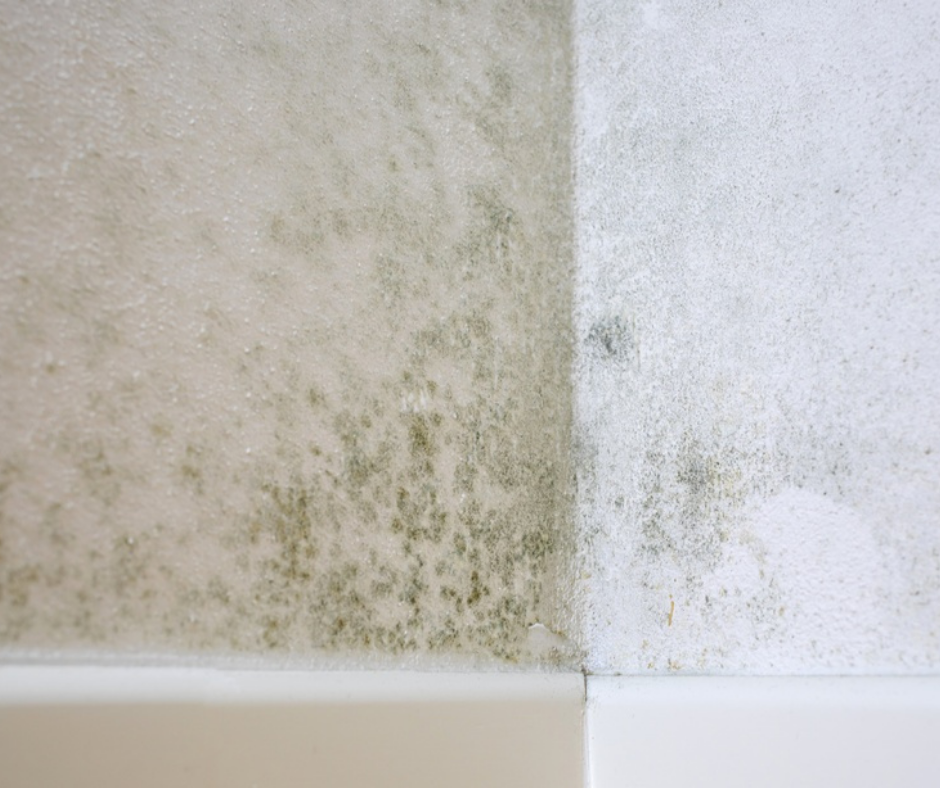 Mold growth Visible mold growth on white house wall
