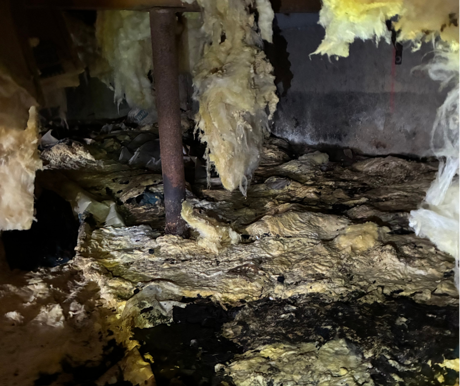 Moldy crawlspace with insulation hanging